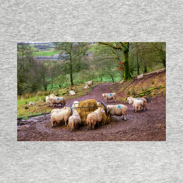 Sheep Feeding in the Brecon Beacons by dasantillo